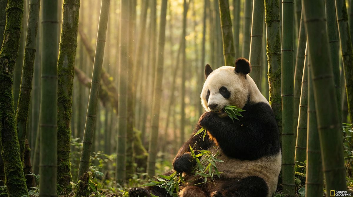 榴莲视频动物写真视频社区